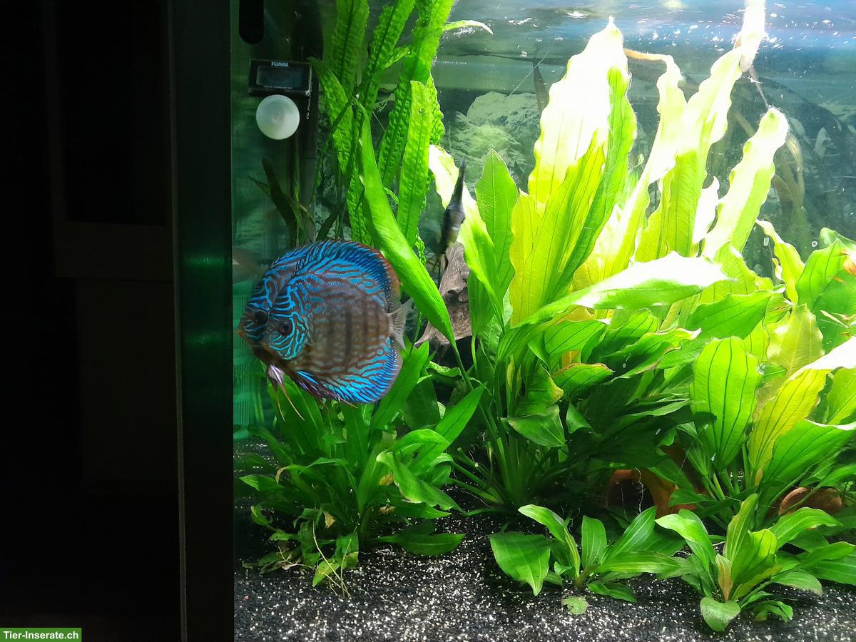 Bild 3: Probleme mit ihrem Aquarium?