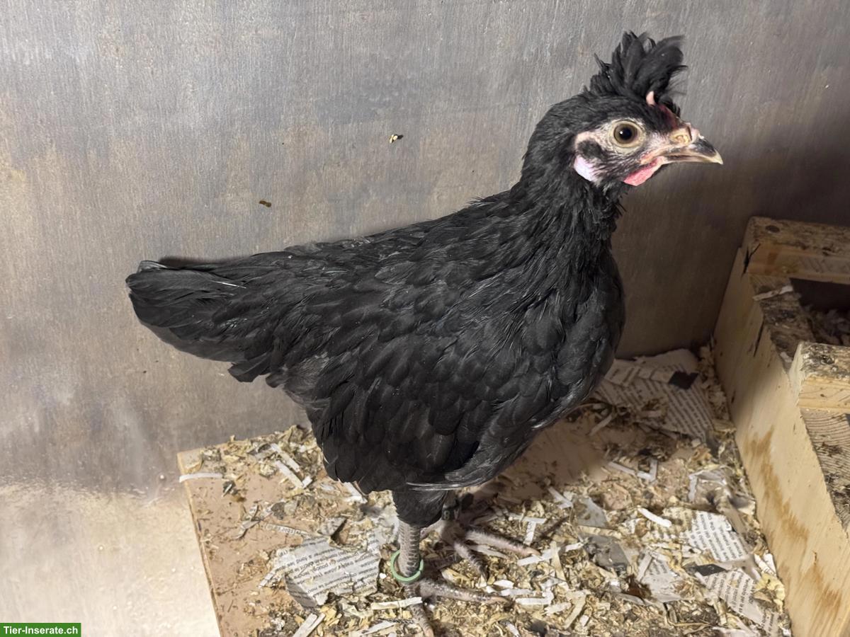 Junge Appenzeller Spitzhauben Hähne, schwarz