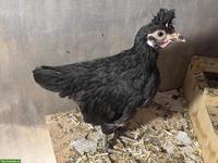 Junge Appenzeller Spitzhauben Hähne, schwarz