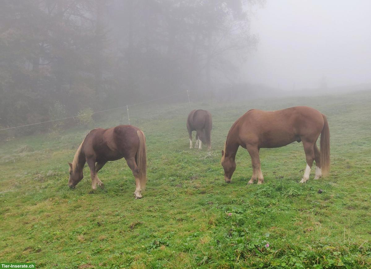 Offenstall/Laufstall gesucht, Raum Aarberg BE