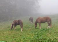 Offenstall/Laufstall gesucht, Raum Aarberg BE