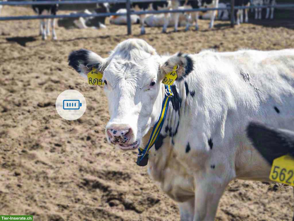 Bild 2: MooCollar Bree - Herdenmanagment in Echtzeit