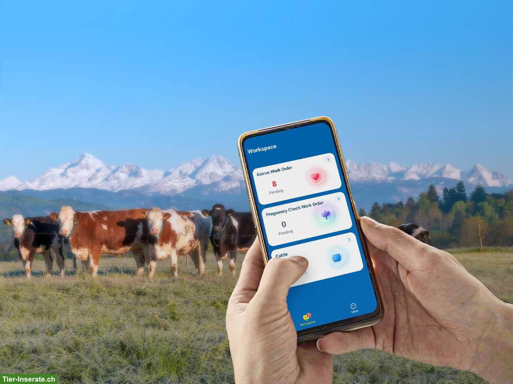 Bild 3: MooCollar Bree - Herdenmanagment in Echtzeit