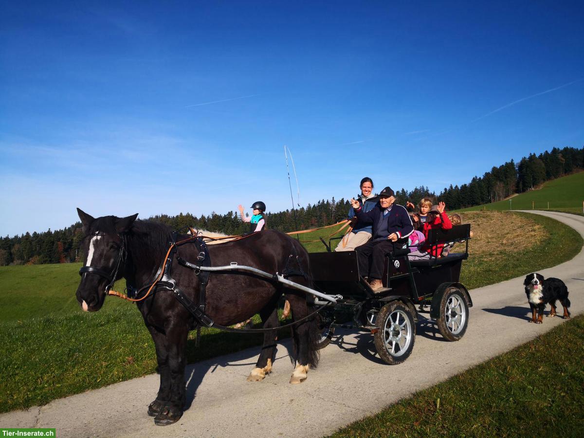 Bild 2: Gepflegte Kühnle Kutsche, Einspänner