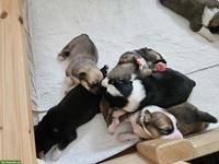 Islandhund Welpen - Cherryhill Rebels 🐾