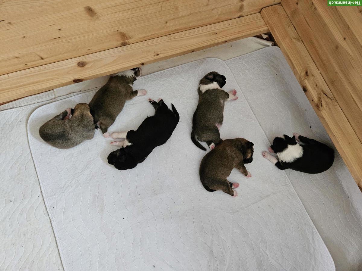 Bild 3: Islandhund Welpen - Cherryhill Rebels 🐾