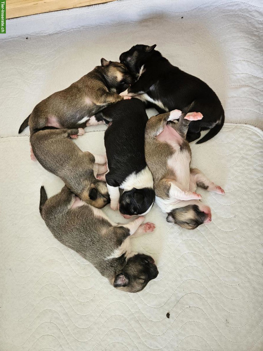 Bild 4: Islandhund Welpen - Cherryhill Rebels 🐾