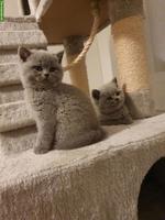 Reinrassige BKH Kitten in grau (blue) liliac suchen neues zuhause