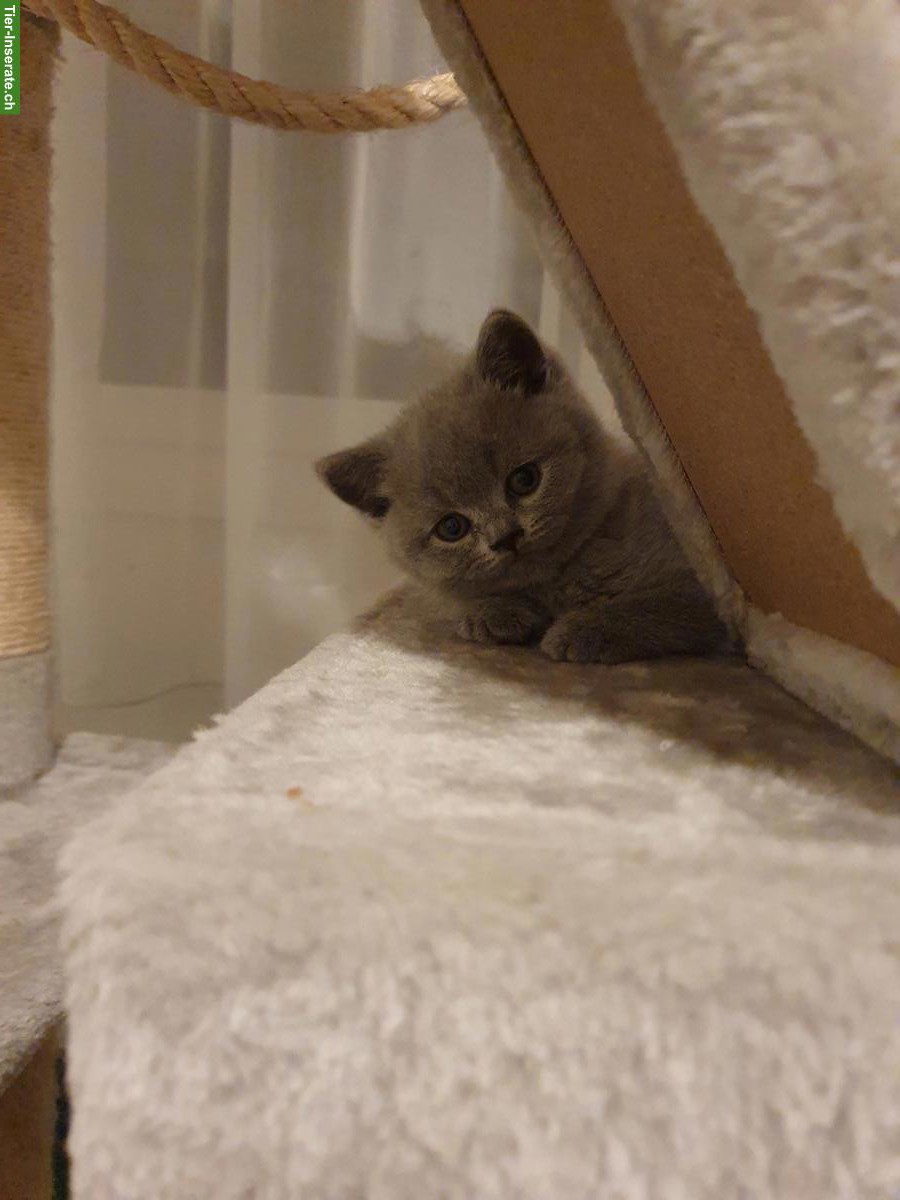 Bild 2: Reinrassige BKH Kitten in grau (blue) liliac suchen neues zuhause