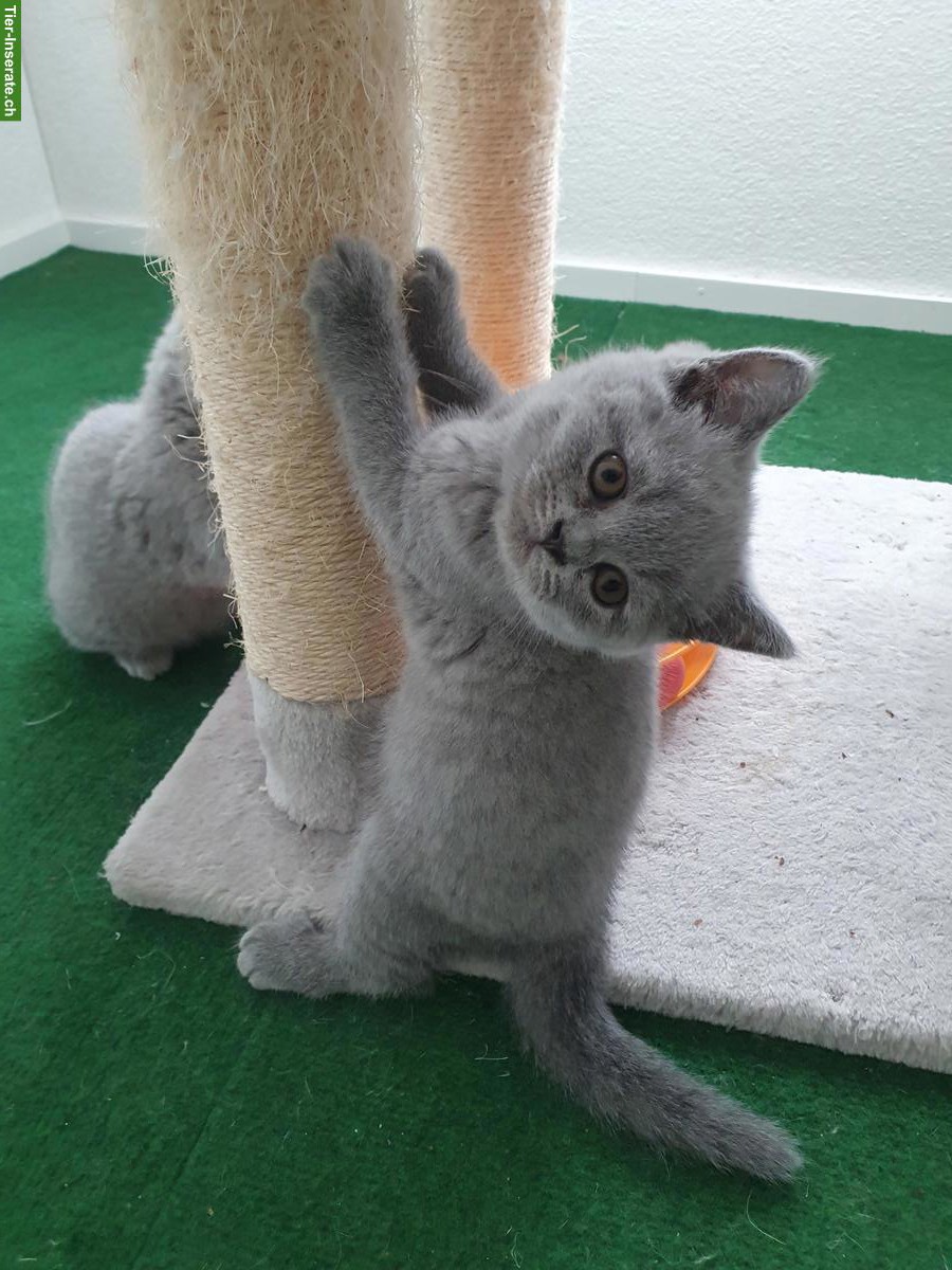 Bild 3: Reinrassige BKH Kitten in grau (blue) liliac suchen neues zuhause