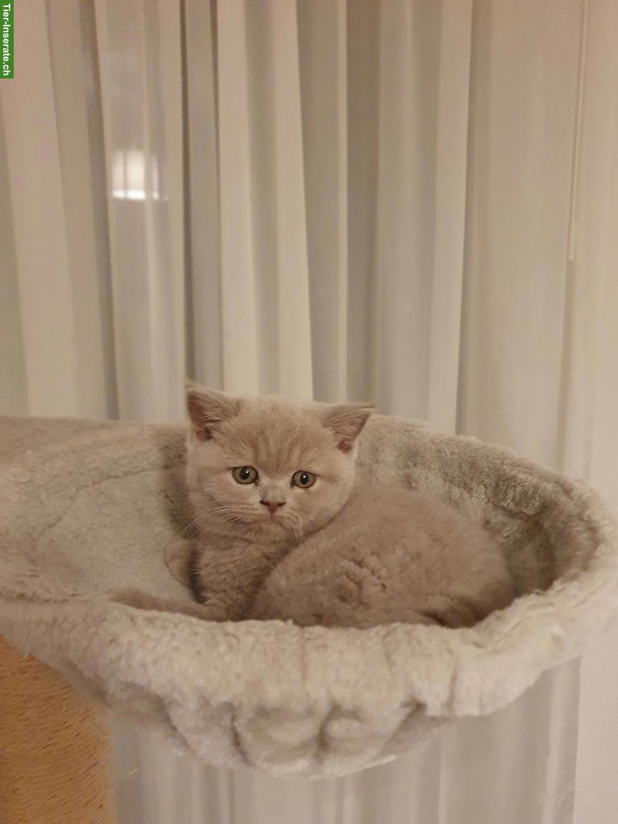 Bild 4: Reinrassige BKH Kitten in grau (blue) liliac suchen neues zuhause