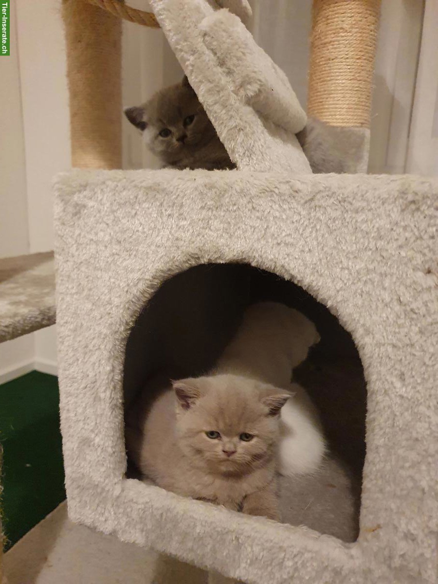 Bild 5: Reinrassige BKH Kitten in grau (blue) liliac suchen neues zuhause