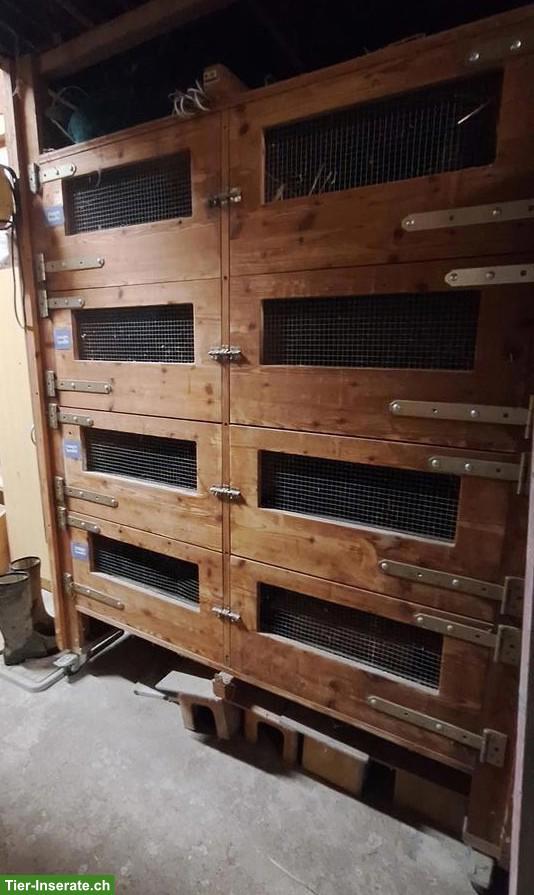 Meerschweinchen-/Zwergkaninchenstall, grosse Doppelboxen auf Rädern