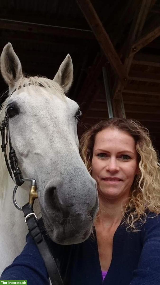 Pferdebetreuung während Ihrer Abwesenheit