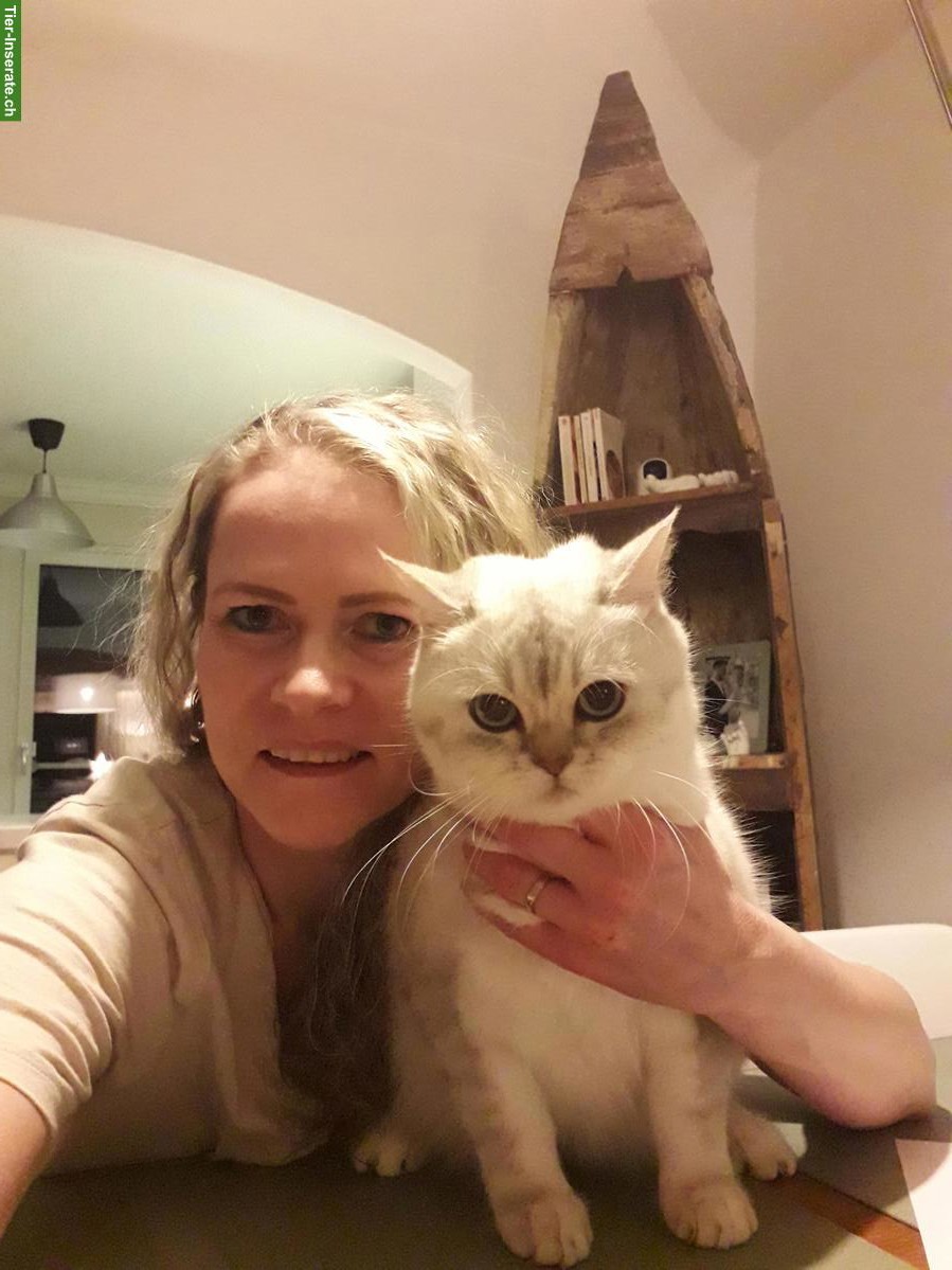 Katzenbetreuung für Ihren Liebling, Umkreis Kappel am Albis