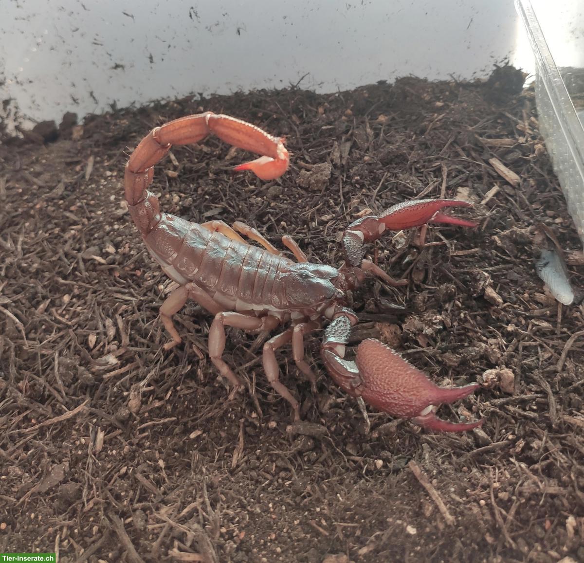 Skorpion Nachzuchten: Gigantometrus swammerdami, Nebo whitei