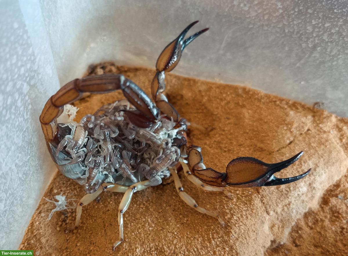 Bild 2: Skorpion Nachzuchten: Gigantometrus swammerdami, Nebo whitei