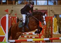 Sportpony Connemara-Stute