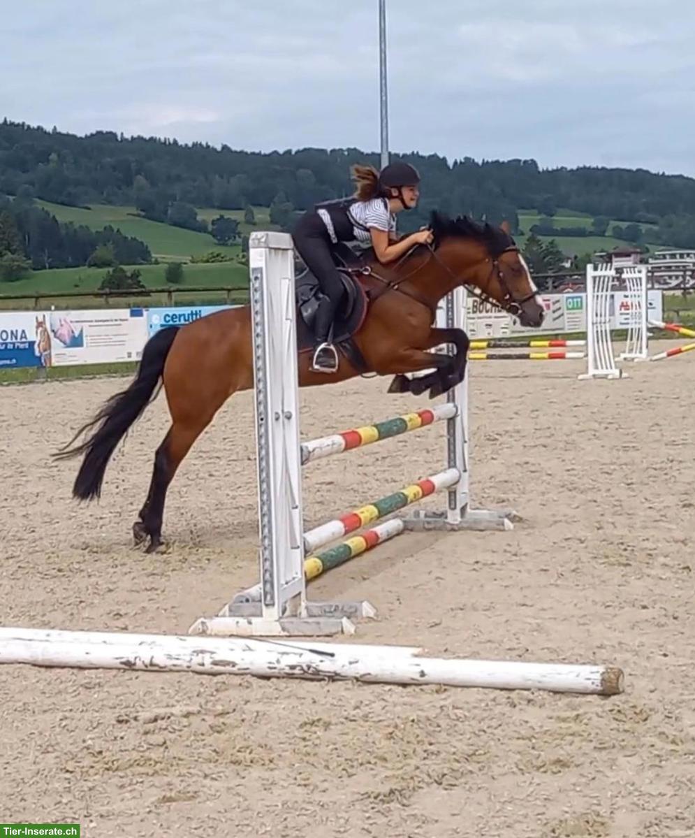 Bild 2: Sportpony Connemara-Stute