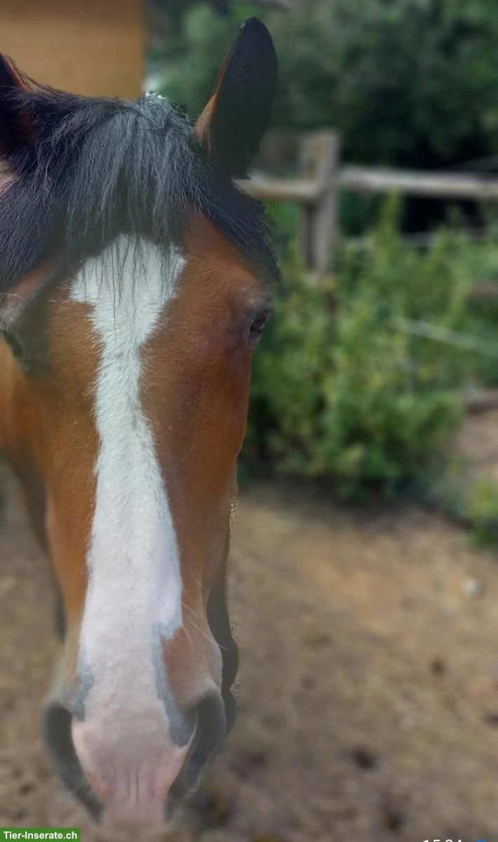 Bild 3: Sportpony Connemara-Stute