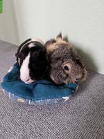 Meerschweinchen Pärchen, Rosette & Glatthaar