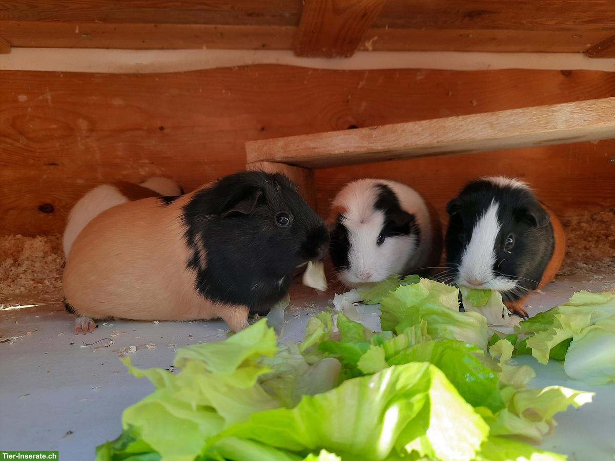 Meerschweichen Familie zu verkaufen