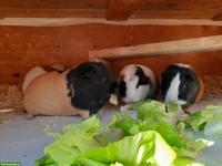 Meerschweichen-Familie zu verkaufen