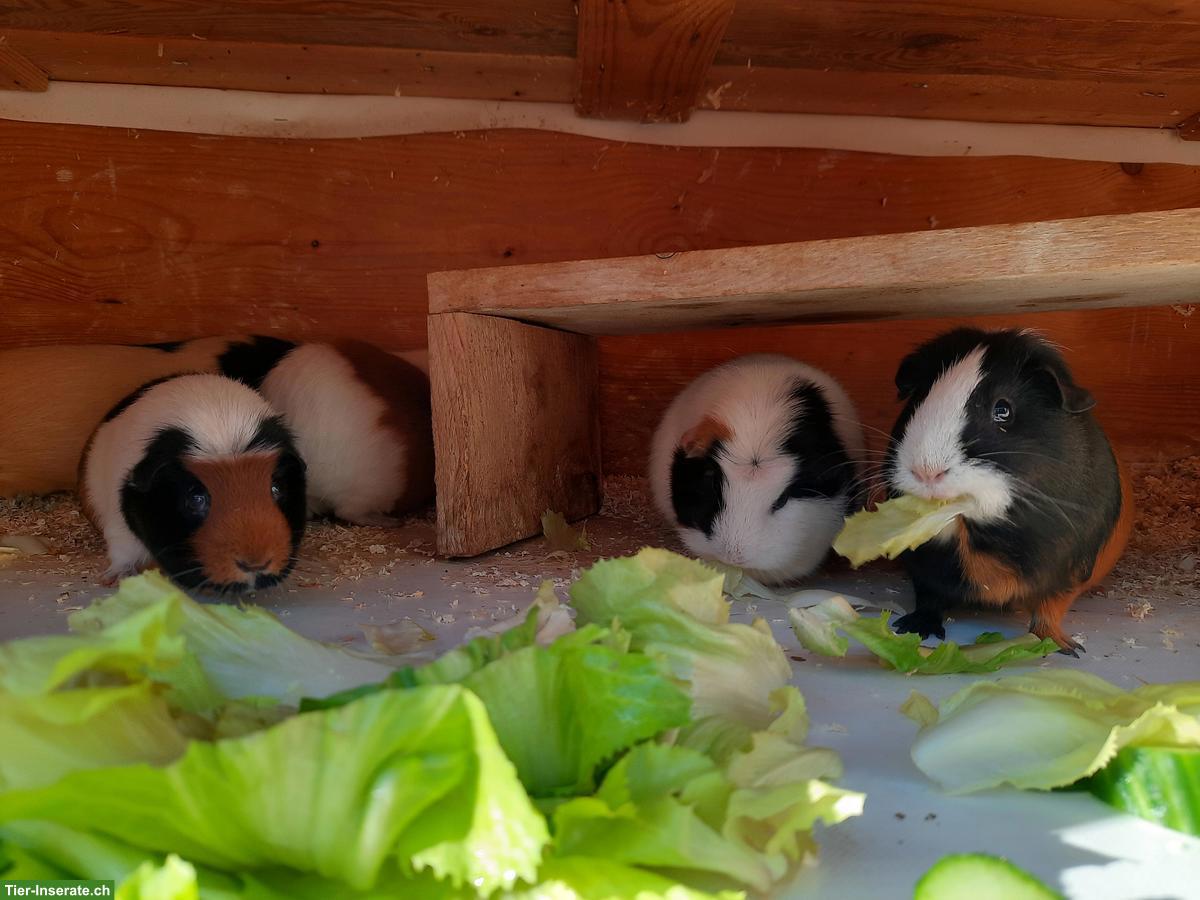 Bild 2: Meerschweichen Familie zu verkaufen