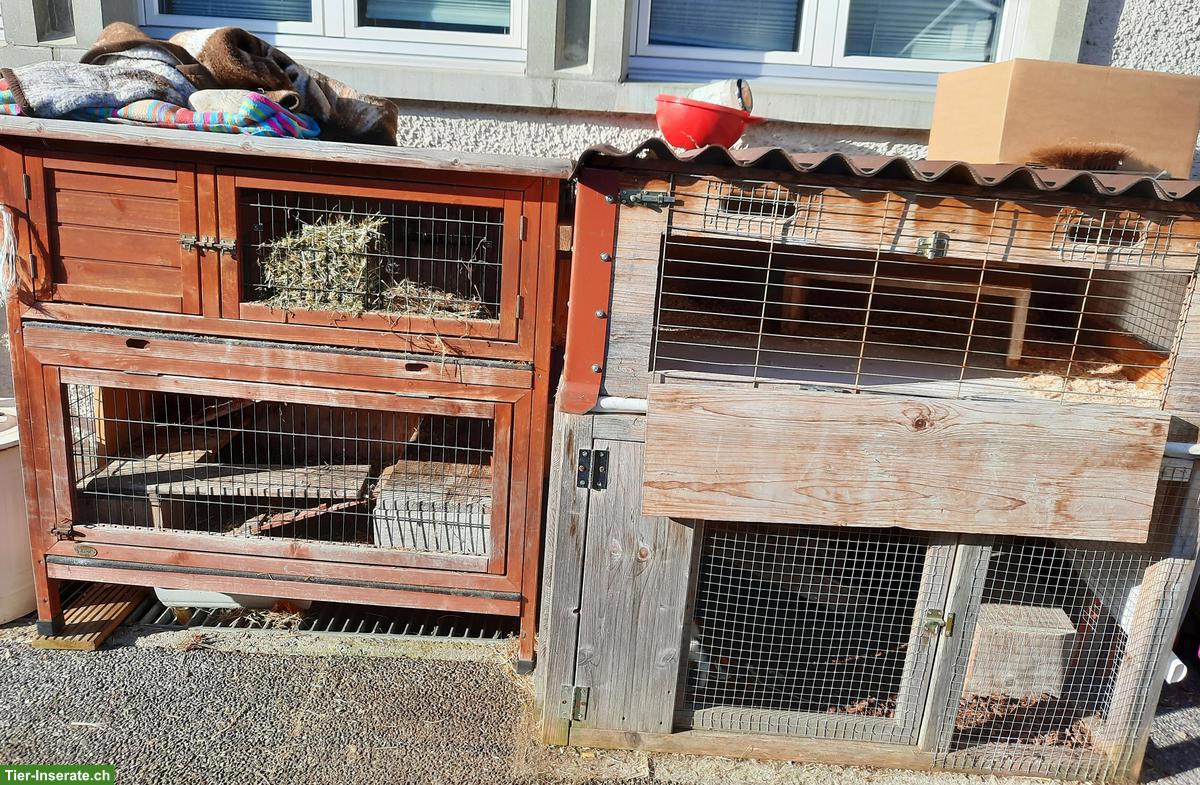 Bild 3: Meerschweichen Familie zu verkaufen