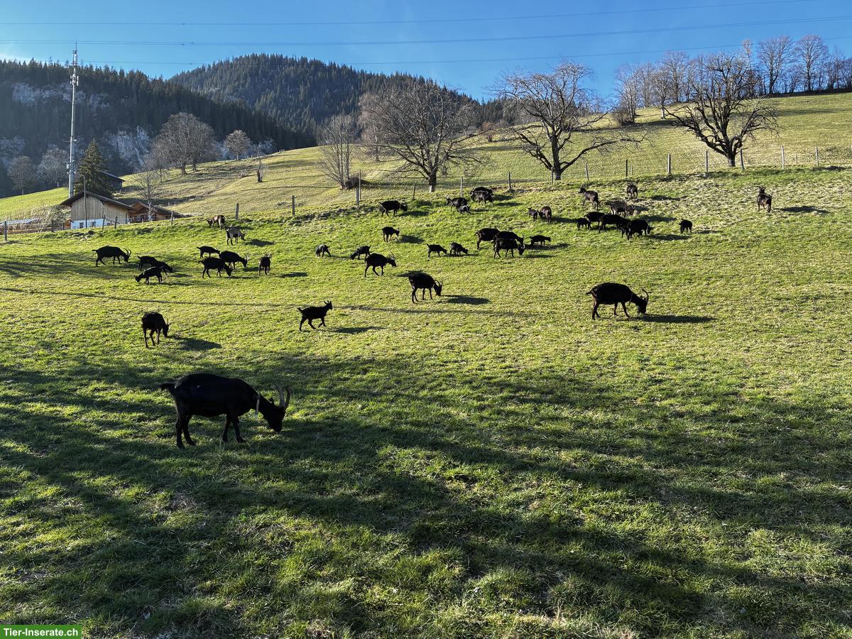 Stall + Weideland gesucht für Nera Verzasca Ziegen