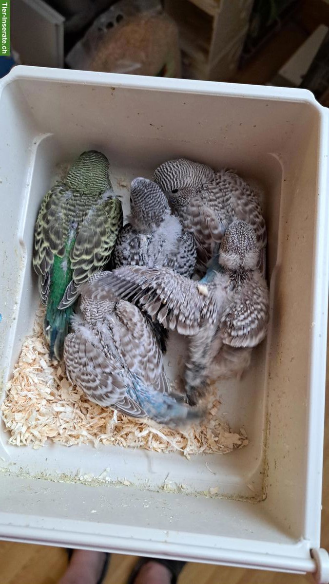 Blackface Wellensittiche in grün, blau, cinnamon, Schecken