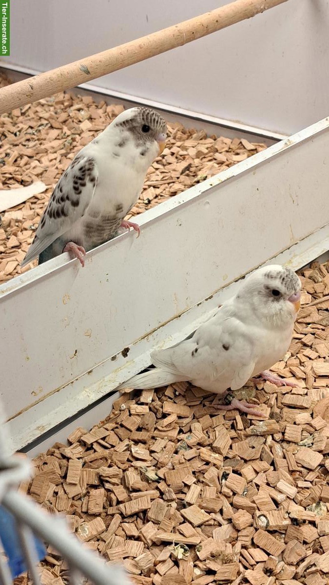 Bild 2: Blackface Wellensittiche in grün, blau, cinnamon, Schecken