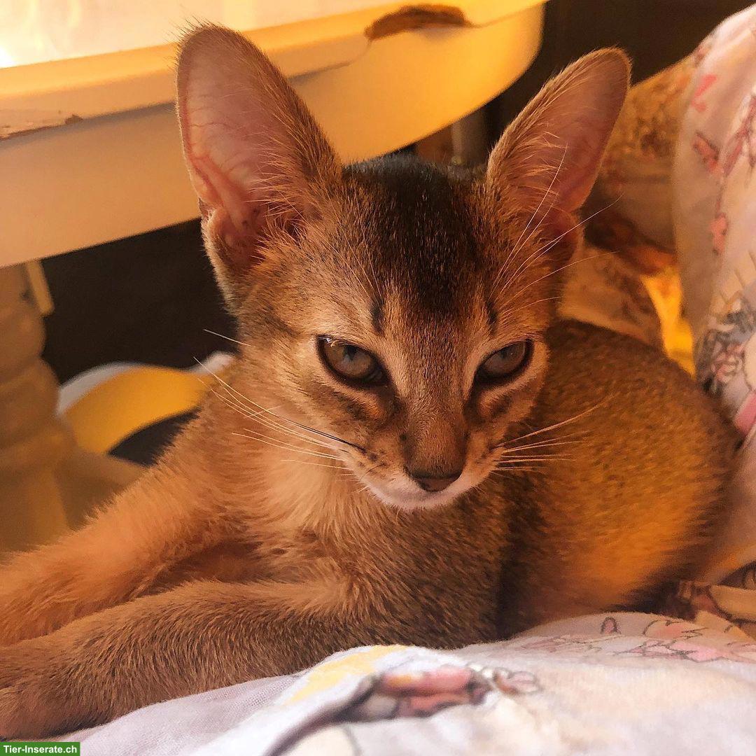 Gandhi, ein junger Abessinier Kater sucht ein neues Zuhause