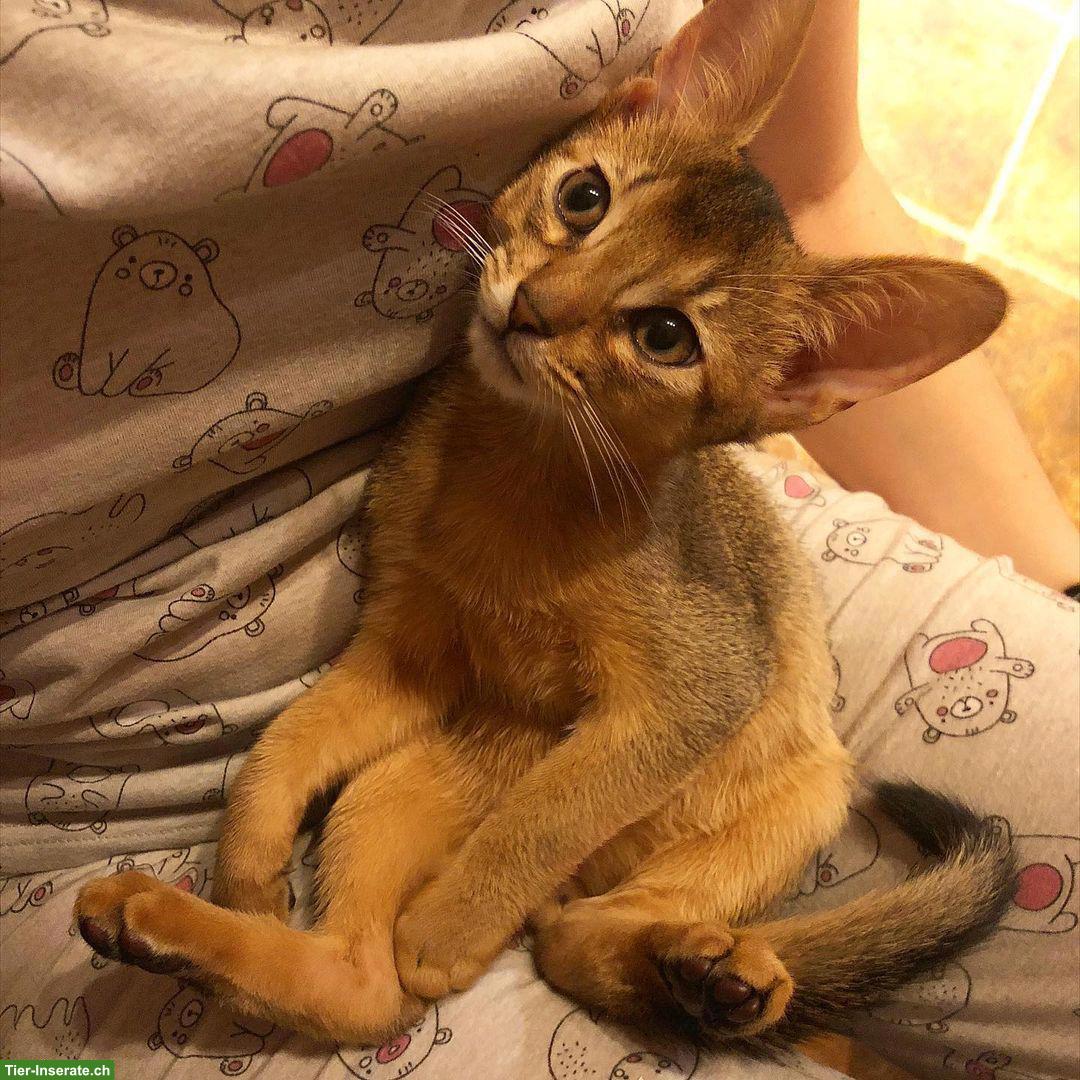 Bild 2: Gandhi, ein junger Abessinier Kater sucht ein neues Zuhause