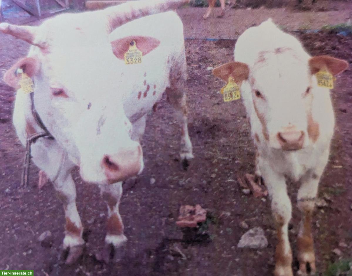 Bild 2: Zwergzebus zu verkaufen