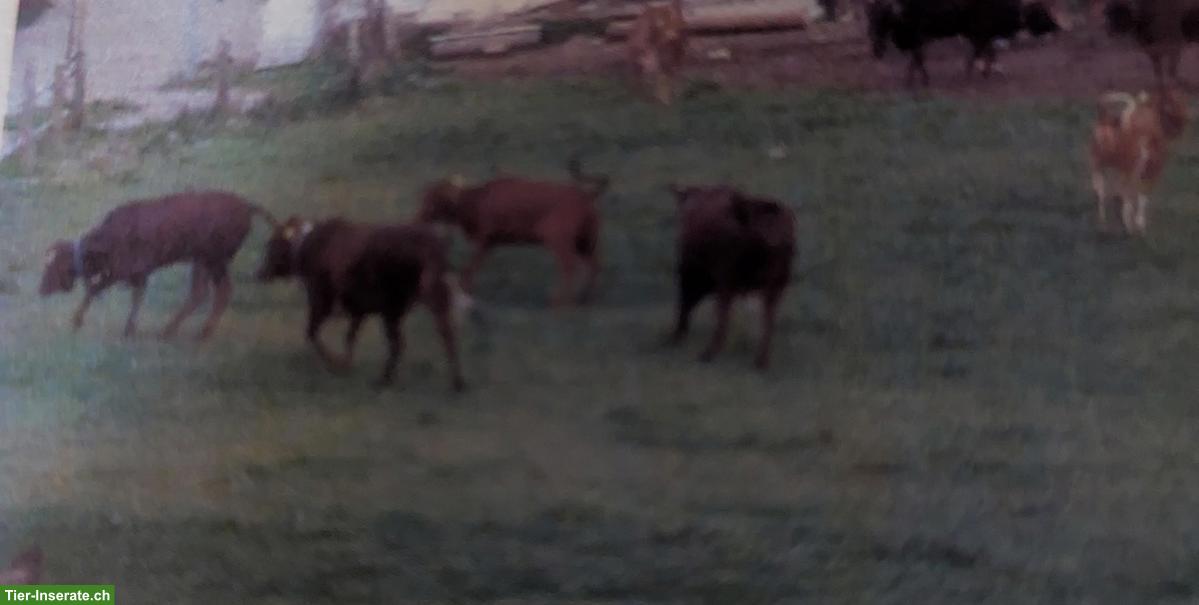 Bild 3: Zwergzebus zu verkaufen