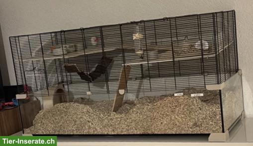 3 kleine Rennmäuse suchen ihr neues Zuhause