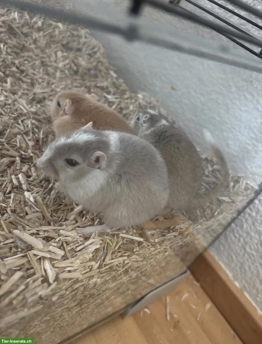 Bild 2: 3 kleine Rennmäuse suchen ihr neues Zuhause