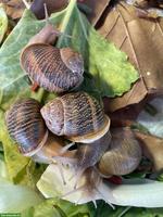 9 Cornu Aspersum Aufzuchten an schönen Platz zu vergeben