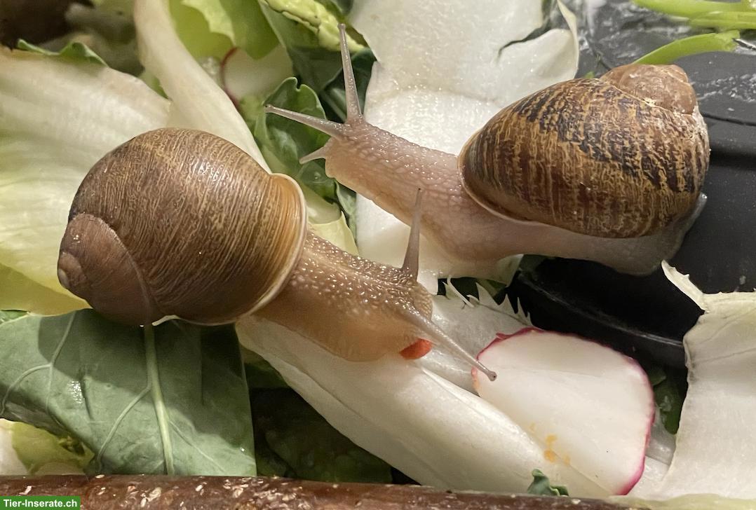 Bild 2: 9 Cornu Aspersum Aufzuchten an schönen Platz zu vergeben