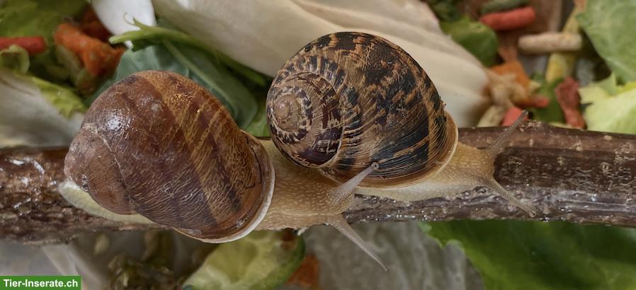 Bild 3: 9 Cornu Aspersum Aufzuchten an schönen Platz zu vergeben