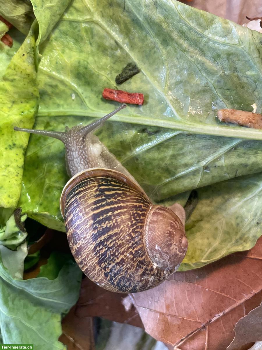 Bild 4: 9 Cornu Aspersum Aufzuchten an schönen Platz zu vergeben