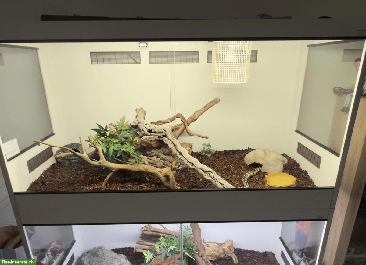 Bild 2: Terrarium Schlangenzoo Eschlikon | 150×60×80cm