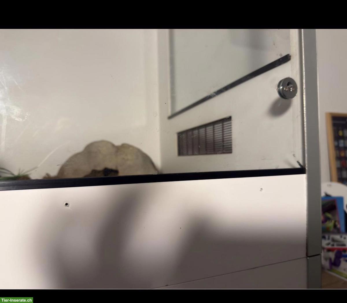 Bild 4: Terrarium Schlangenzoo Eschlikon | 150×60×80cm