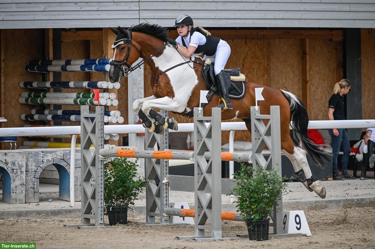 Suche erfahrene Reitbeteiligung in Frauenfeld TG