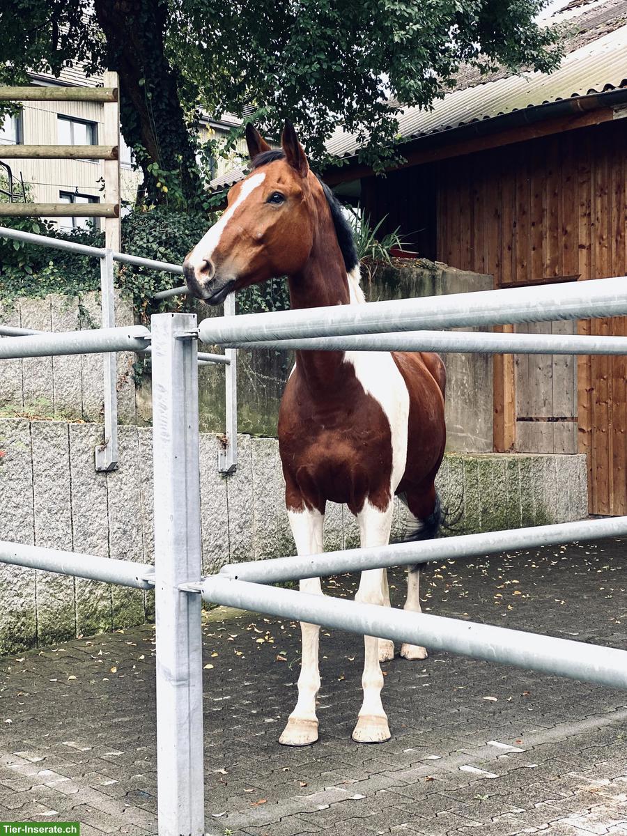 Bild 2: Suche erfahrene Reitbeteiligung in Frauenfeld TG