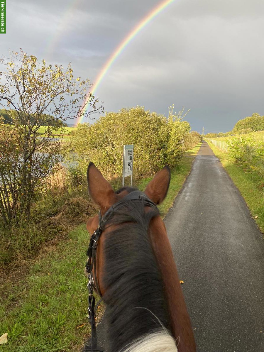 Bild 3: Suche erfahrene Reitbeteiligung in Frauenfeld TG