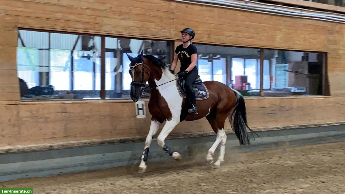 Bild 4: Suche erfahrene Reitbeteiligung in Frauenfeld TG