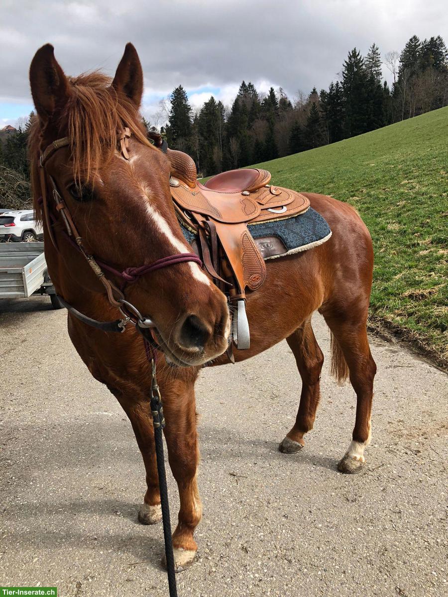Liebe Freiberger Stute, 15-jährig, zu verkaufen