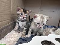 Bengal Kitten, weiblich & männlich zu verkaufen